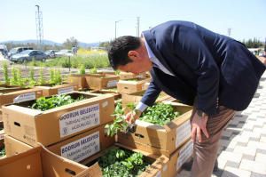 KARAOVA’DA ÜRETİCİYE 142 BİN HİBE FİDE DAĞITILDI