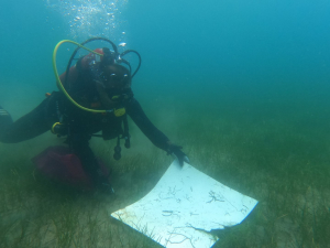 BODRUM’DA DÜNYA ÇEVRE GÜNÜ ETKİNLİKLERİ