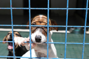 BODRUM BELEDİYESİ’NDEN SAHİPLENME ÇAĞRISI