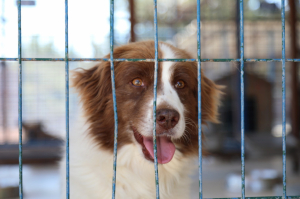 BODRUM BELEDİYESİ’NDEN SAHİPLENME ÇAĞRISI