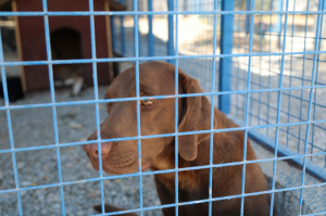 BODRUM BELEDİYESİ’NDEN SAHİPLENME ÇAĞRISI