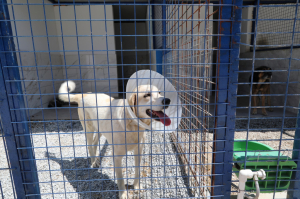 BODRUM BELEDİYESİ’NDEN SAHİPLENME ÇAĞRISI