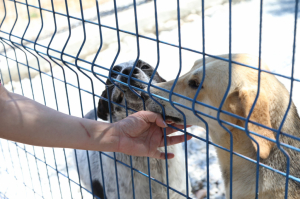 BODRUM BELEDİYESİ’NDEN SAHİPLENME ÇAĞRISI