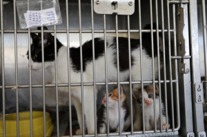 BODRUM BELEDİYESİ’NDEN SAHİPLENME ÇAĞRISI