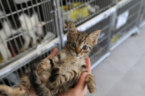 BODRUM BELEDİYESİ’NDEN SAHİPLENME ÇAĞRISI