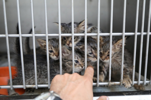 BODRUM BELEDİYESİ’NDEN SAHİPLENME ÇAĞRISI