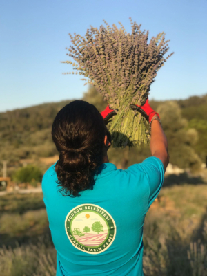 KARAOVA’DA LAVANTA HASADI BAŞLADI