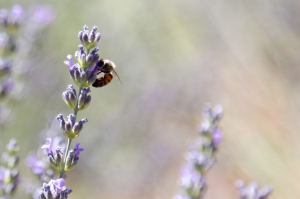 KARAOVA’DA LAVANTA HASADI BAŞLADI
