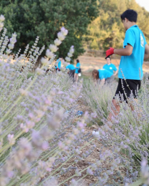 KARAOVA’DA LAVANTA HASADI BAŞLADI