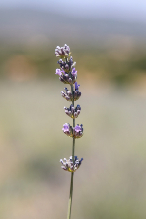 KARAOVA’DA LAVANTA HASADI BAŞLADI