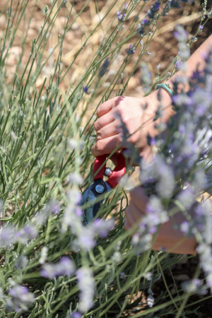 KARAOVA’DA LAVANTA HASADI BAŞLADI