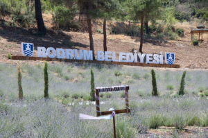 KARAOVA’DA LAVANTA HASADI BAŞLADI