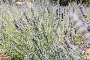 KARAOVA’DA LAVANTA HASADI BAŞLADI