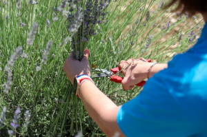 KARAOVA’DA LAVANTA HASADI BAŞLADI