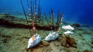 BODRUM’DAKİ SUALTI SERGİSİNDEN ULUSLARARASI SUALTI FOTOĞRAF YARIŞMASI