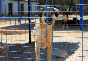 80 MİNİK YÜREK, CAN DOSTLARIYLA BULUŞTU