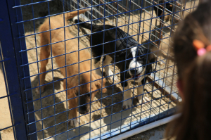 80 MİNİK YÜREK, CAN DOSTLARIYLA BULUŞTU