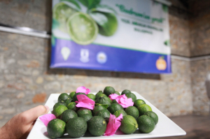 BODRUM’UN YEŞİLİ İÇİN BULUŞTULAR