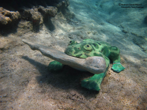 BLUE EXİLE ART PROJECT “KARADA”