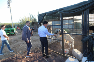 BELEDİYEDEN SOKAK HAYVANLARI İÇİN MAMA ÜRETİMİ