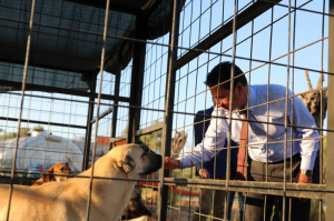 BELEDİYEDEN SOKAK HAYVANLARI İÇİN MAMA ÜRETİMİ