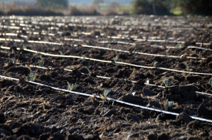 BODRUM BELEDİYESİ’NDEN DRONE İLE İLAÇLAMA DÖNEMİ BAŞLIYOR