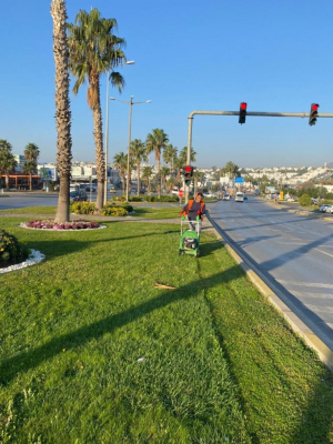 BODRUM BELEDİYESİ AĞAÇ BUDAMA ÇALIŞMALARI