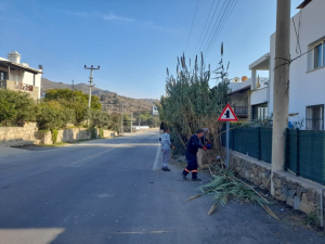 BODRUM BELEDİYESİ AĞAÇ BUDAMA ÇALIŞMALARI