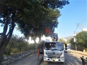 BODRUM BELEDİYESİ AĞAÇ BUDAMA ÇALIŞMALARI