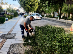 BODRUM BELEDİYESİ AĞAÇ BUDAMA ÇALIŞMALARI