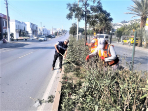 BODRUM BELEDİYESİ AĞAÇ BUDAMA ÇALIŞMALARI