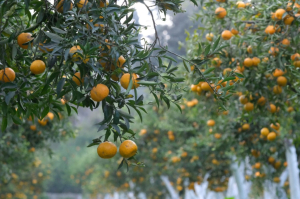 BAŞKAN ARAS, ÖĞRENCİLERLE MANDALİNA HASADI YAPTI