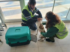 DEPREMDEN KURTULAN EGE’NİN HAYVAN SEVGİSİ