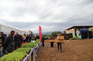 BODRUM BELEDİYESİ, 350 BİN FİDEYİ ÜRETİCİYLE BULUŞTURDU