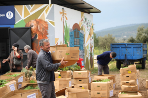 BODRUM BELEDİYESİ, 350 BİN FİDEYİ ÜRETİCİYLE BULUŞTURDU