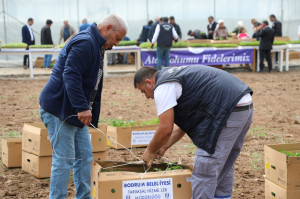 BODRUM BELEDİYESİ, 350 BİN FİDEYİ ÜRETİCİYLE BULUŞTURDU