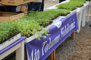 BODRUM BELEDİYESİ, 350 BİN FİDEYİ ÜRETİCİYLE BULUŞTURDU