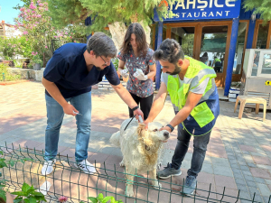 BELEDİYEDEN SOKAK HAYVANLARINA SAĞLIK HİZMETLERİ