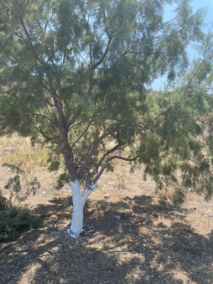 BELEDİYEDEN, ADA VE KOYLARDA TEMİZLİK