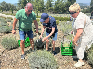 BODRUM’DA LAVANTA HASADI BAŞLADI