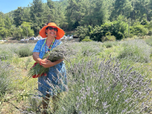 BODRUM’DA LAVANTA HASADI BAŞLADI