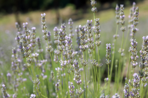 BODRUM’DA LAVANTA HASADI BAŞLADI