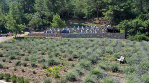 BODRUM’DA LAVANTA HASADI BAŞLADI