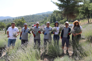 BODRUM’DA LAVANTA HASADI BAŞLADI