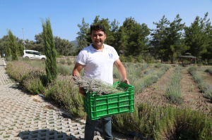 BODRUM’DA LAVANTA HASADI BAŞLADI