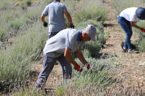 BODRUM’DA LAVANTA HASADI BAŞLADI