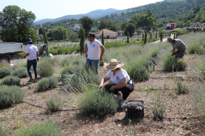 BODRUM’DA LAVANTA HASADI BAŞLADI