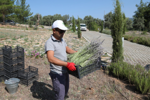 BODRUM’DA LAVANTA HASADI BAŞLADI