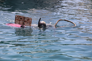 GÜNDOĞAN’DA DENİZ DİBİ TEMİZLİĞİ