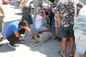 GEZİCİ VETERİNER EKİBİ BİTEZ'DEYDİ